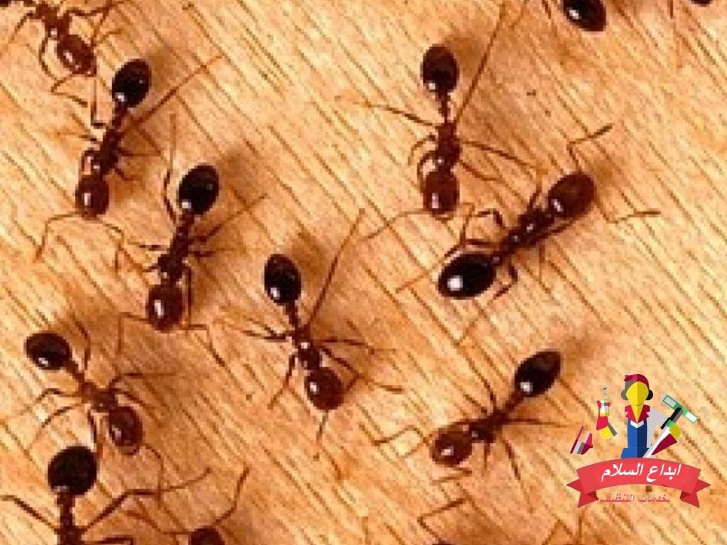 شركة مكافحة الحشرات بالقطيف 0539351448 رش مبيدات حشرات القطيف