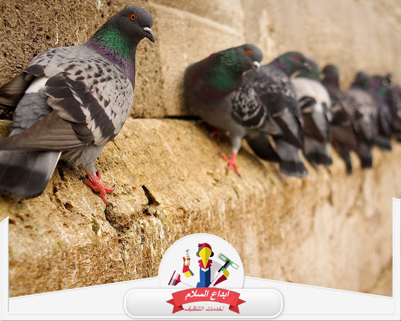 شركة تركيب طارد الحمام بالنعيرية 0539351448